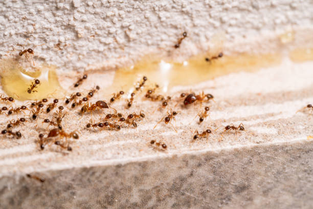 istock Small Ants looking for food. 1408423653