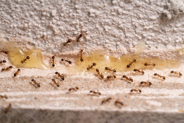 istock Small Ants looking for food. 1408423673