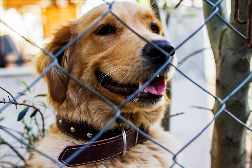 Dog Looking Behind The Wire Mesh