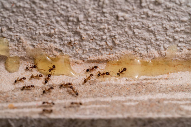 istock Small Ants looking for food. 1408423747