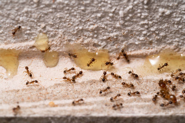 istock Small Ants looking for food. 1408423788
