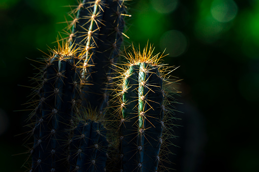 Blue Cactus (Pilosocereus azureus) with sunlight