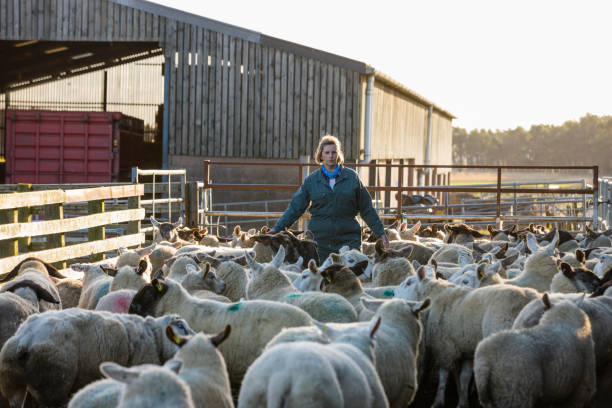 mener un troupeau les moutons - protective suit photos et images de collection