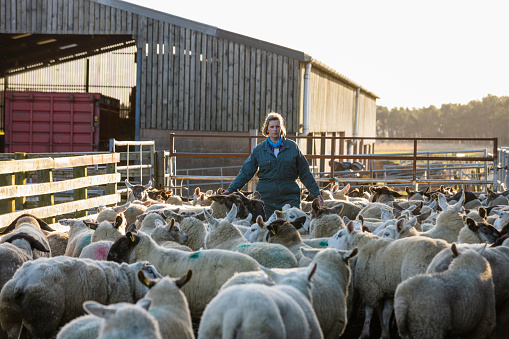 A front-view shot of a flock of sheep being herded in a pen by a female farmer at a farm in Northumberland.
