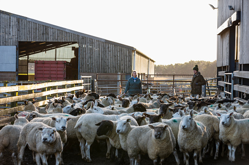 A front-view shot of a flock of sheep being herded in a pen by a female farmer at a farm in Northumberland. A young male apprentice is learning on the job.