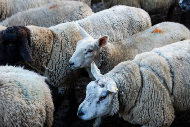istock Tagged Sheep on Farm 1408427203