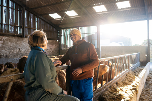 A side-view shot of a group of cows in a pen getting taken care of by a female farmer at a farm in Northumberland. She is joined by a young farmer and they are having a conversation.
