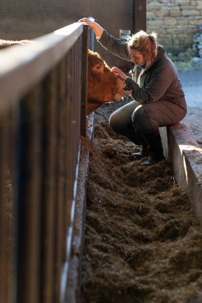 istock She Loves Taking Care of Cows 1408428143
