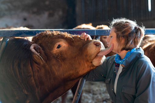 A side-view shot of a cow in a pen getting taken care of by a female farmer at a farm in Northumberland. The cow is licking the woman on the face.