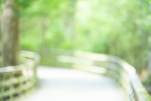 Defocused image of Southern state freshwater wetland on an evening in summer (July). The image was captured in Big Creek, Forsyth, (near Cumming) in Georgia (USA) with a full frame mirrorless digital camera and a  telephoto lens. Defocusing was done in camera creating a nice (bubble) bokeh, making the image suitable as an abstract background (suitable for copy/text) for forest/wetland/summer/growth/environmental themes. The image is part of a series of Georgia wetland.