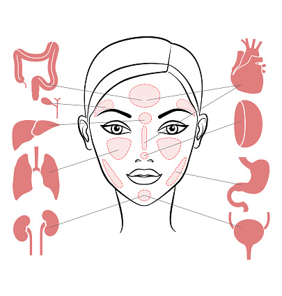 Markers of reflexology zones. Projection of the internal organs on the face of a woman. Vector illustration Isolated on white background