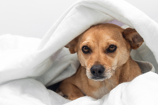 A shy mixed-breed female dog tucked under a white warm blanket feeling nervous and scared. White background with empty space for text