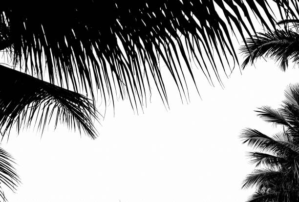 istock beauty fresh coconut fruit tree with black shadow leaves, isolated on white background 1408429936