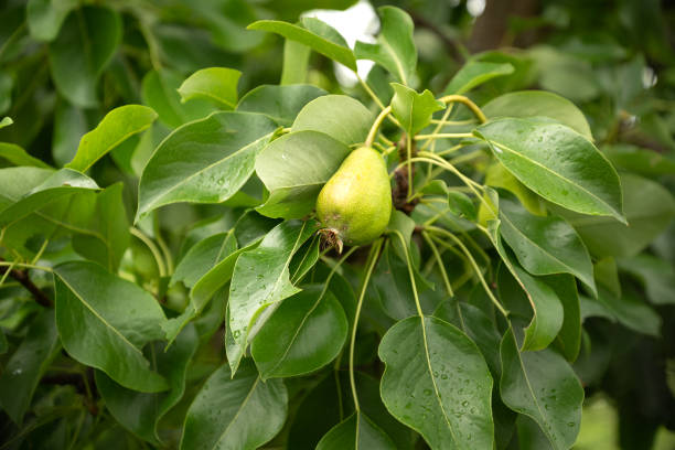 istock Green unripe pear fruit grows on tree branch among leaves 1408429970