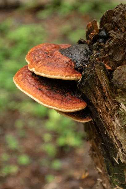 istock chaga mushroom grows on rotten stump 1408429973