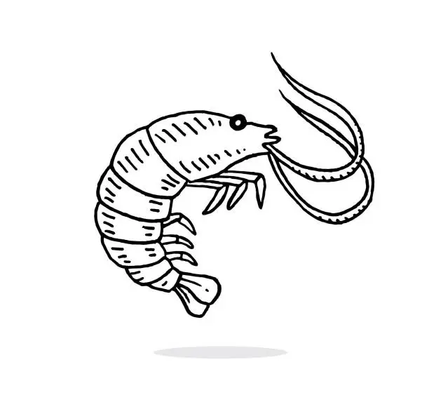 Vector illustration of Hand drawn shrimp