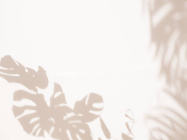 Shadow Monstera and palm leaves houseplants for background backdrop and mock up