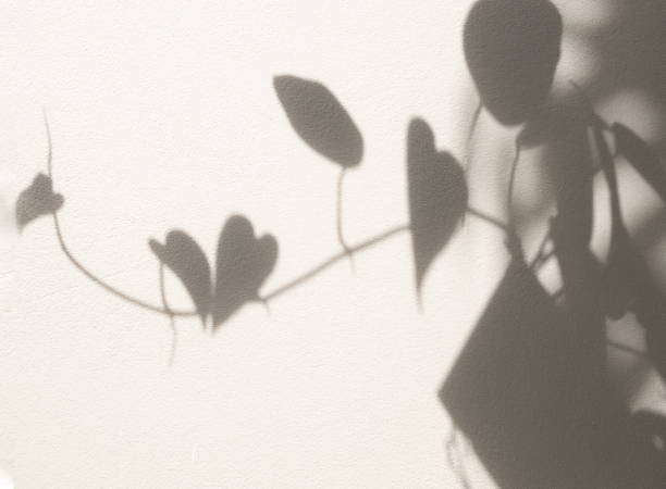 istock Shadow heart shape  leaf  ivy on  textured minimalism backdrop background for mock up 1408430576