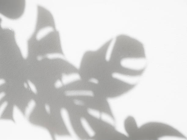 istock Shadow Monstera and palm leaves houseplants for background backdrop and mock up 1408430600