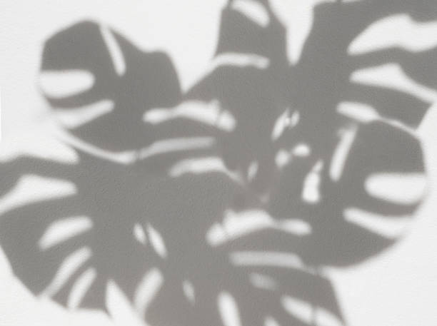 istock Shadow Monstera and palm leaves houseplants for background backdrop and mock up 1408430640