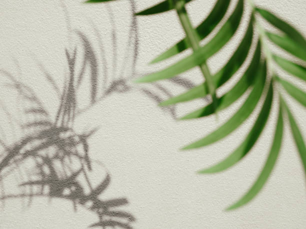 istock Shdow palm leaf minimalism backdrop background for mock up 1408430857