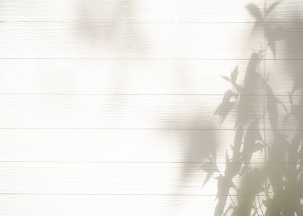 istock Shadow plant leaf textured minimalism backdrop cemment  background for mock up 1408430964