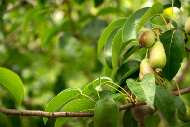 istock Unripe green pears on fruit tree branch on blurred leaves background 1408431235