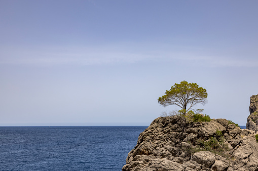lonely tree on the rocks with ocean view. mallorca island, spain.