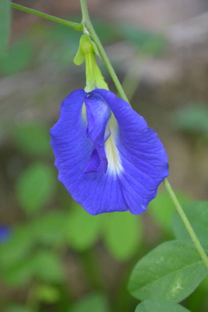 istock Blue butterfly is a beautiful flower that grows in our surroundings. 1408432145