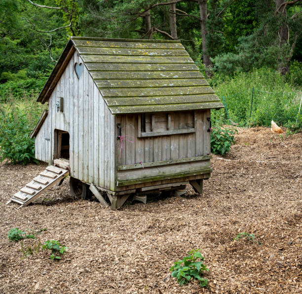 istock Old wooden chicken coop surrounded by wood chips for hens 1408432847