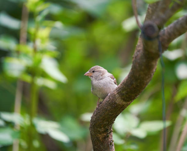 Young sparrow perching near the bird feeder.