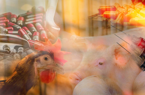 galinhas e porcos em fazendas de gado usam antibióticos. problema de resistência a antibióticos. avicultura comercial. indústria de aves e suínos. conceito global de crise alimentar. pílulas antibióticas e agulha - pig swine flu flu virus cold and flu - fotografias e filmes do acervo