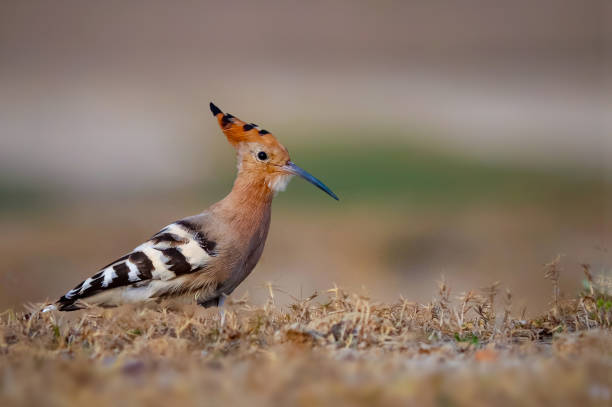 istock Eurasian Hoopoe or Common hoopoe (Upupa epops). 1408434292