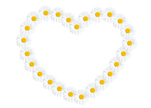Large heart shape outline made from white daisies isolated on white background