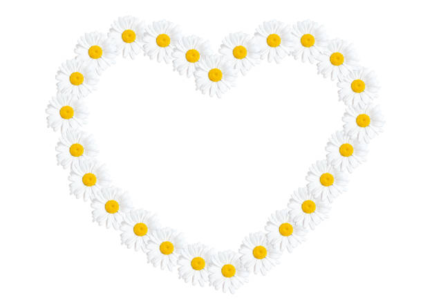 контур сердца из свежих ромашек на белом - german chamomile wildflower white yellow стоковые фото и изображения