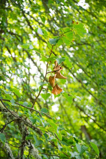 木の枝にオレンジ色の紅葉が1枚、緑の葉がオレンジ色に染まっています。空に向かって眺める。ボケの背景。 - leaf beech leaf green branch ストックフォトと画像