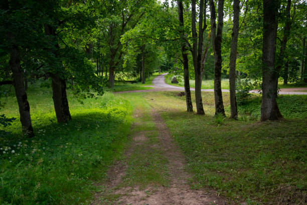 tourist trail in forest in summer with yellow fallen leaves on the pathway
