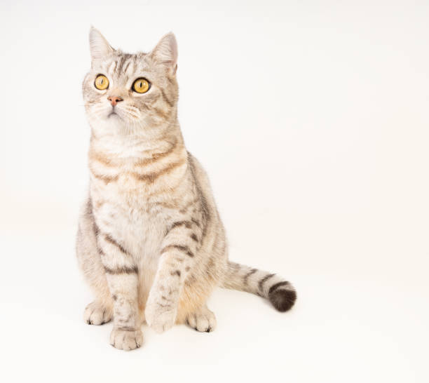 istock Lovely cat beautiful face sit on floor  on white background 1408437035