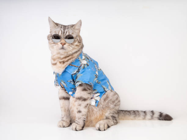 Handsome cat wear sunglasses and blue shirt sit on white background ready for vacation summer holiday Handsome cat wear sunglasses and blue shirt sit on white floor ready for vacation summer holiday,copy space for text cat-glasses stock pictures, royalty-free photos & images
