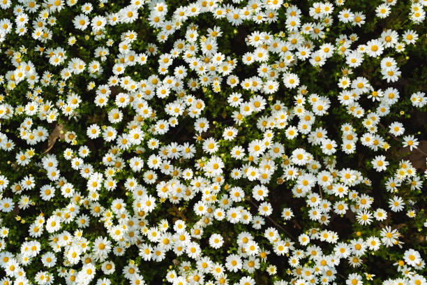 istock Beautiful blossom daisy flowers background top view 1408437872