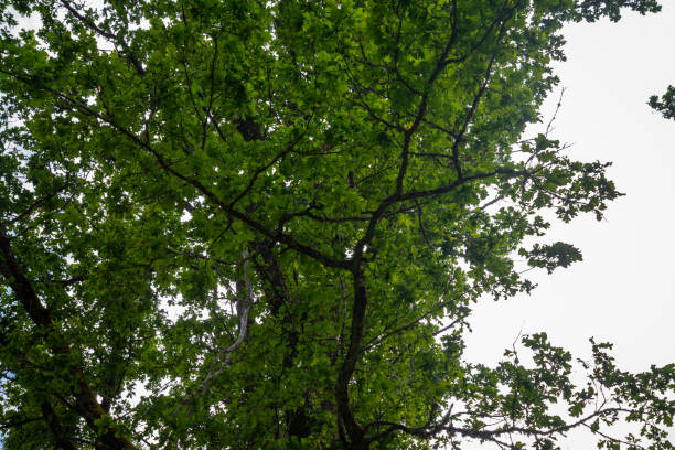 tree with a large green crown on a slope against a blue sky
