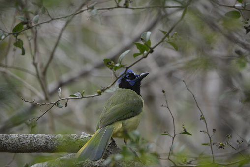 Rare birds of South Texas in Spring Green Jay, a migratory bird at the  Laguna Atascosa National Wildlife Refuge in south Texas