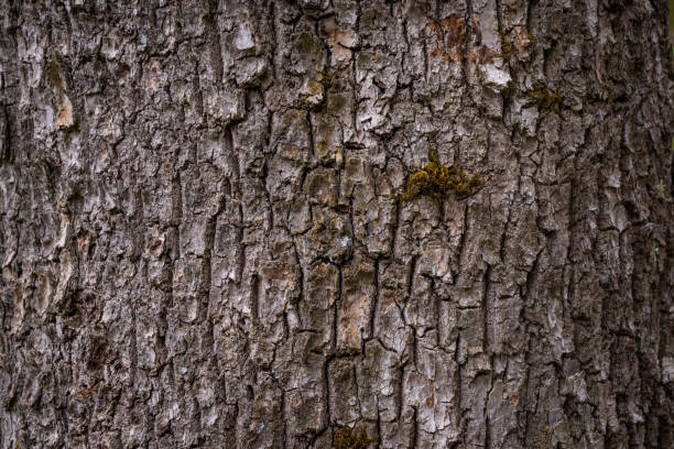 istock The rough surface background of poplar bark. 1408437918