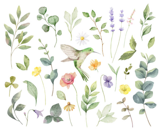 eine reihe von handgemalten vektor-aquarellen mit kräutern, blumen und einem kolibri, der auf weißem hintergrund isoliert ist. - backgrounds image petal colors stock-grafiken, -clipart, -cartoons und -symbole