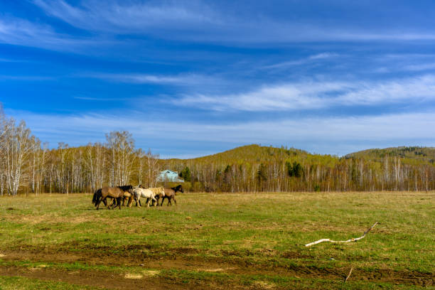 South Ural horses, horseback riding, farm with a unique landscape, vegetation and diversity of nature. Beloretsk, Russia - May 4, 2022: South Ural horses, horseback riding, farm with a unique landscape, vegetation and diversity of nature in spring. south ural stock pictures, royalty-free photos & images