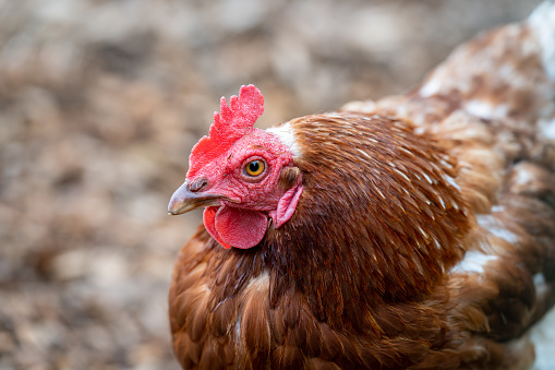 Beautiful healthy free range chicken isolated on a blurred background