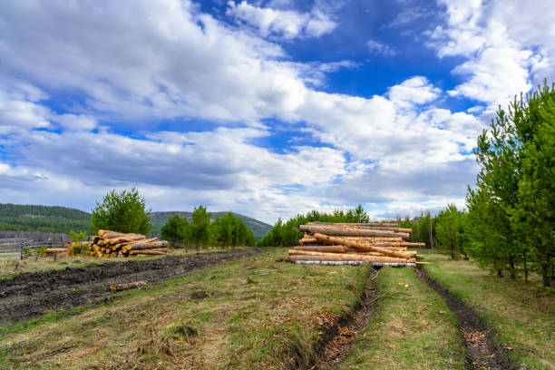 Tree logs, wood mining and a country road in the mountains of the Southern Urals.
