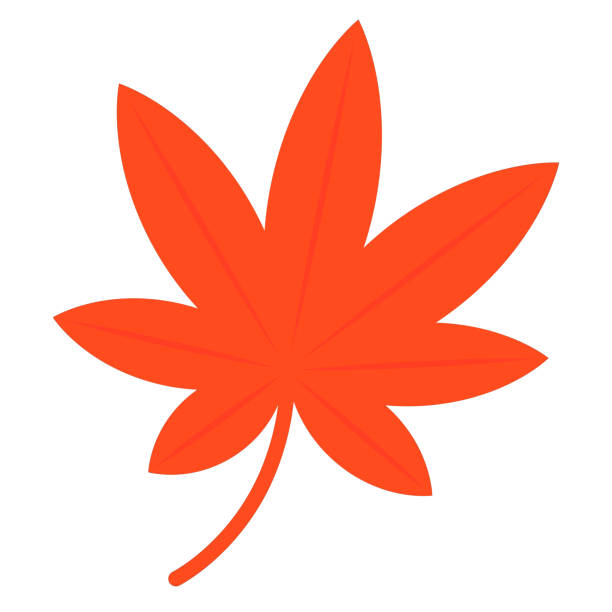 illustrazioni stock, clip art, cartoni animati e icone di tendenza di illustrazione semplice della foglia autunnale (acero giapponese) - japanese maple maple leaf leaf maple tree