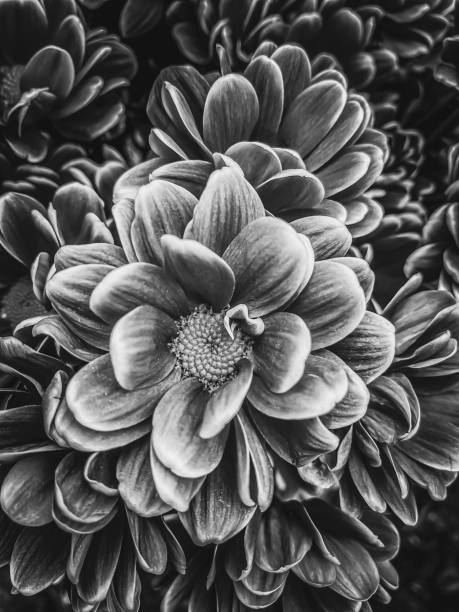 istock Fascinating flora in Black and white 1408440632