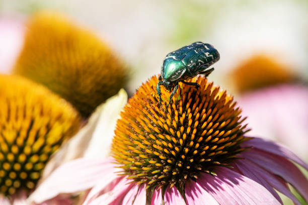 Summer images